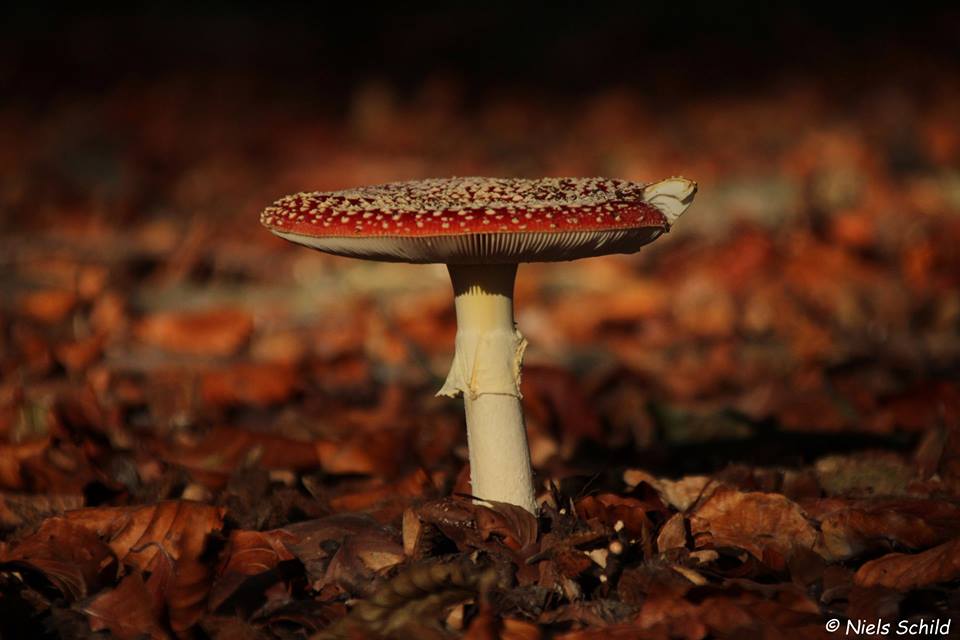 Giftige paddenstoelen(weetjes) in Park Vordenstein