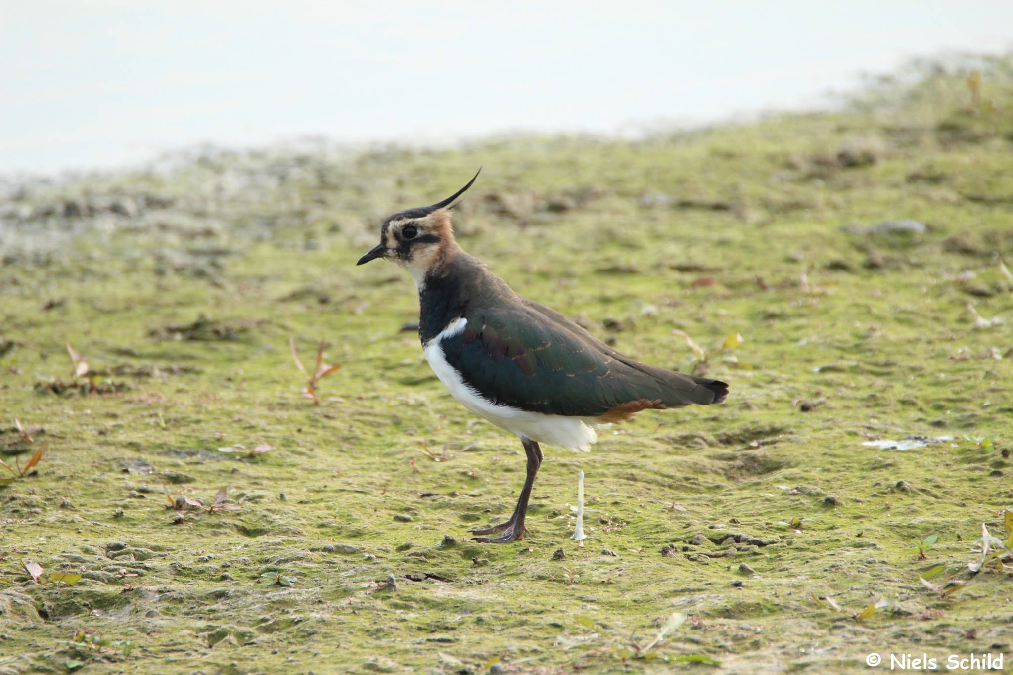 Vogels in overstromingsgebieden Schelde