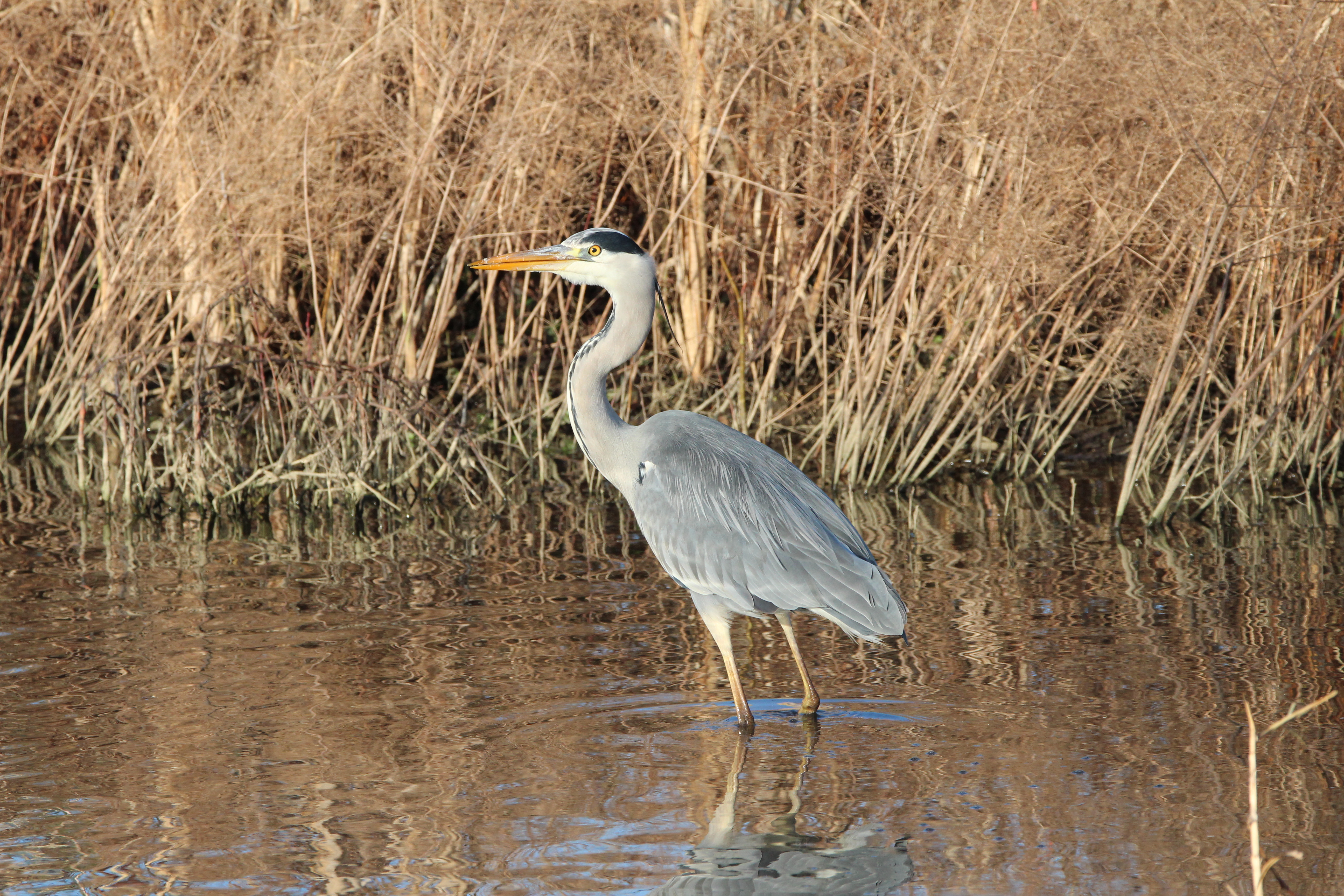 INBO watervogeltellingen