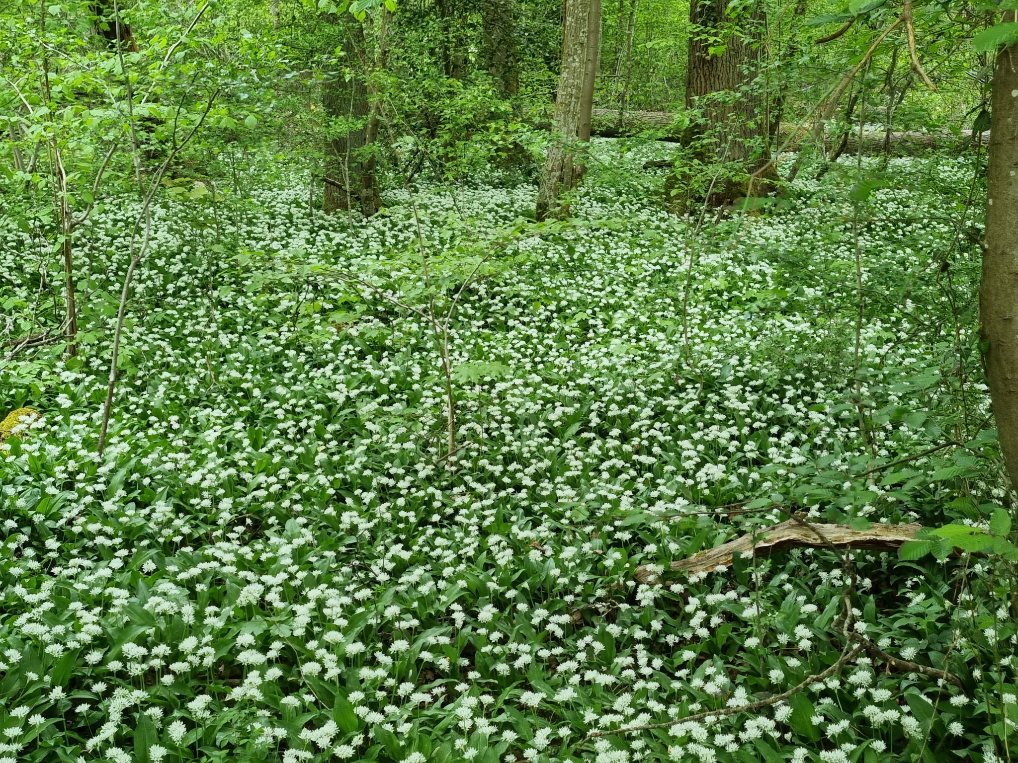 Natuurpunt Zuidrand Antwerpen